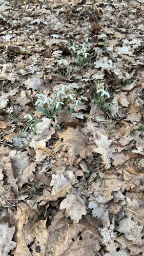 a bunch of leaves on the ground with plants at Leśna Residence & SPA in Pisz