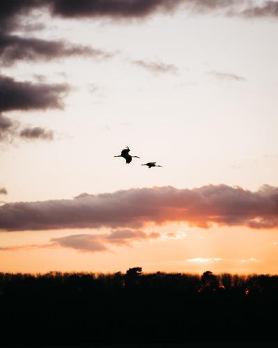 two birds flying in the sky at sunset at AlmaLusa Comporta in Comporta
