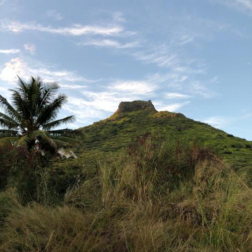 a hill with a palm tree and a mountain at Bellevue Tamarin in Tamarin