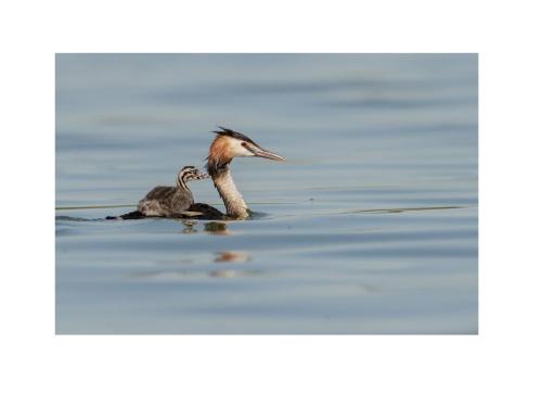 a bird and a baby duck in the water at Bed&Braja in Vische