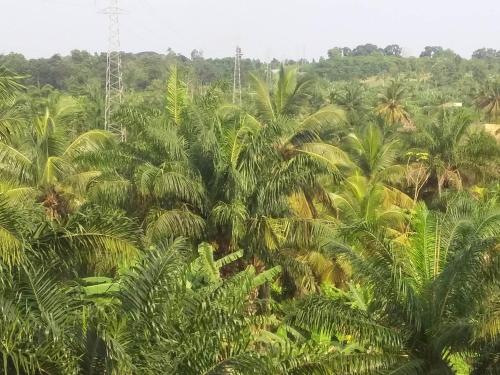 a bunch of palm trees in a forest at Holiday Homes in Nazaré