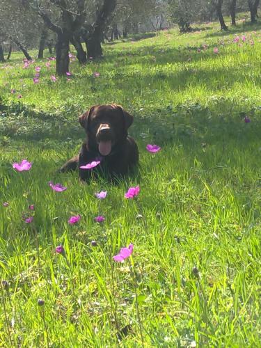 a black dog laying in a field of flowers at Poggio Gherardo in Florence