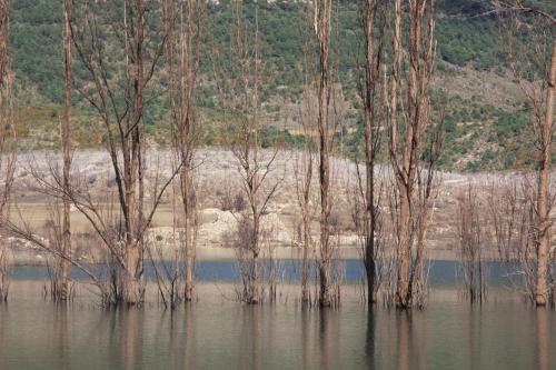 a group of trees standing in the water at Les Sources de La Nive in Esterençuby
