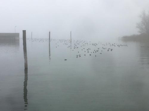 a flock of birds standing in the water in the fog at Zwischen Hafen und Strandbad in Konstanz