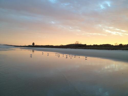 a flock of birds standing on a beach at sunset at White Waves on the Beach in Hastings Point