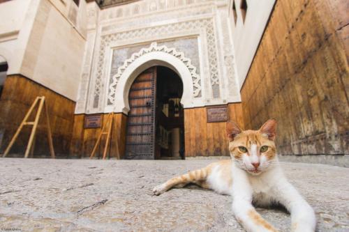 Haustiere von Gästen der Unterkunft Riad Anis Fes