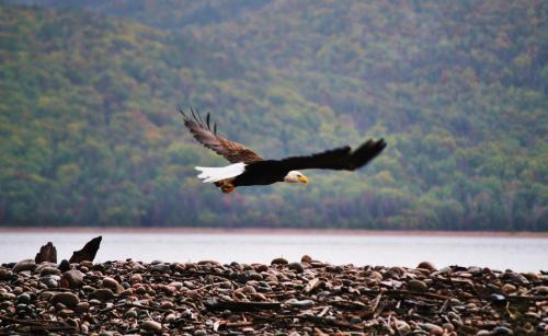 a bald eagle flying over a rocky beach at Cabot Shores in Indian Brook