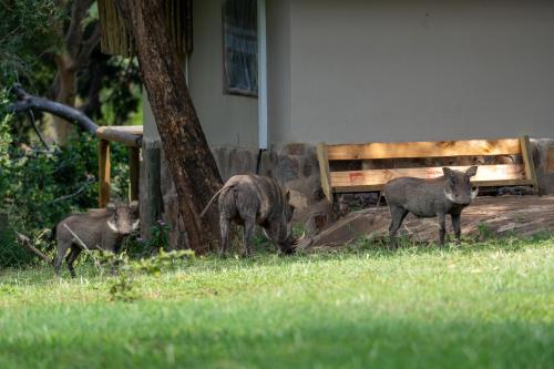 three lambs standing in the grass next to a bench at Baluleni Safari Lodge in Grietjie Nature Reserve