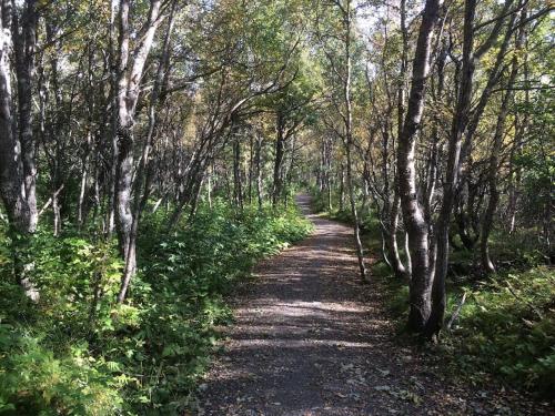 a dirt trail through a wooded area with trees at Well-Equipped Apartment with Stunning Views in Bodø