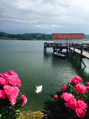 a white swan in the water next to a dock at Hotel Sommerhaus Garni am See in Bodman-Ludwigshafen