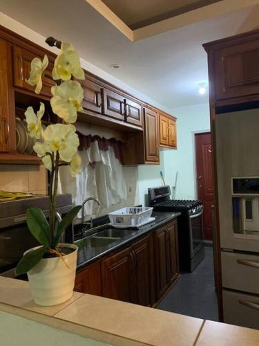 聖費爾南多的住宿－Comfortable home in San Fernando，柜台上种有盆栽植物的厨房