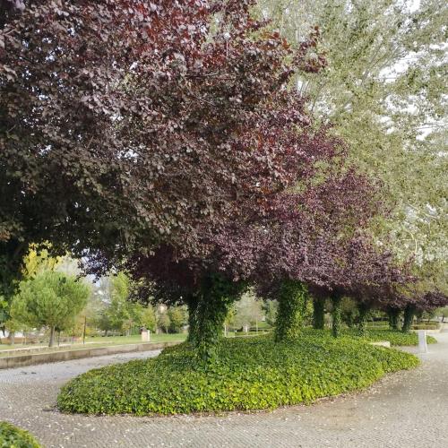 a large tree with purple leaves in a park at Casa Flor de Mel in Sertã