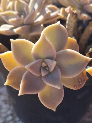 a close up of a succulent plant with a flower at Casa Susana in Sapataria
