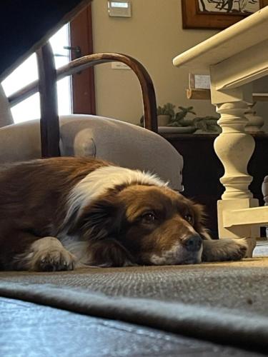 a brown and white dog laying on the floor in a chair at Sosta al Capitano in Pontassieve