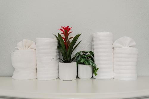 a shelf with white toilet paper rolls and a plant at The Vegas Escape - Near the Airport/Strip with Pool in Las Vegas