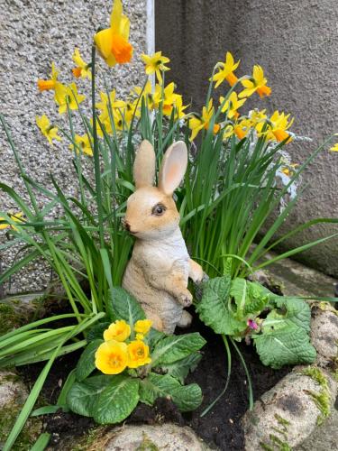a small rabbit is sitting in a flower pot at Tullyard House in Tullaghoge