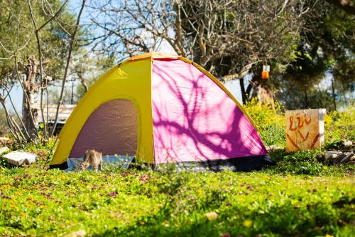 camping panorama في Ouazzane: خيمة صفراء وردية جالسة على العشب