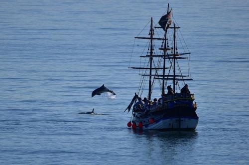 a boat with a group of people and dolphins in the ocean at Sea-Haven on Sunrise The Bay Filey Step Free Accommodation in Filey