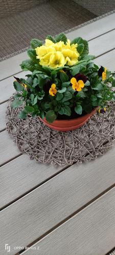 a pot of flowers sitting on top of a table at Fáraó vendégház in Zalaegerszeg