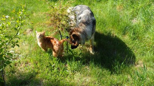 a dog and a cat walking in the grass at Gemütliche Ferienwohnung in hirschreicher Umgebung in Jasnitz