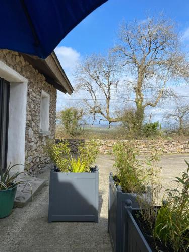 a house with three potted plants in a yard at Kingsford renovated old cottage in Wexford