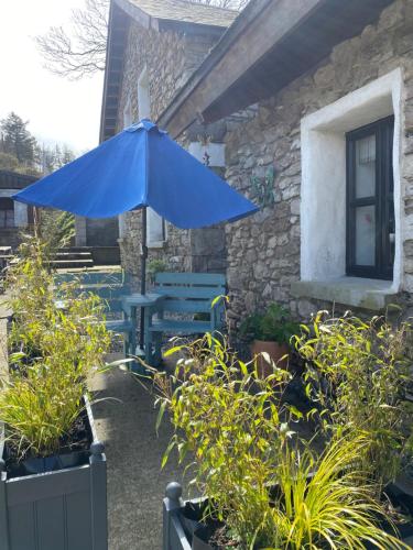 un parasol bleu dans un jardin avec des plantes dans l'établissement Kingsford renovated old cottage, à Wexford