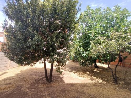 un grupo de tres árboles en un patio en Vivienda rural Los Iberos M&M, en Castellar de Santisteban