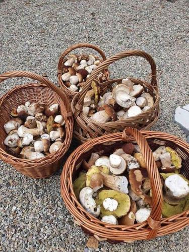 three baskets filled with mushrooms on the ground at Chata Dagmar in Lazy pod Makytou