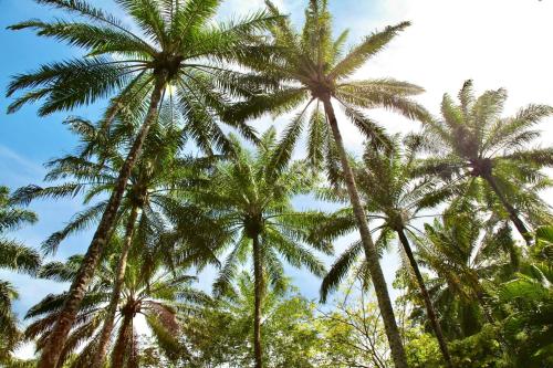a group of palm trees with the sky in the background at Aldeia do Mar Sensorial Hotel in Itacaré