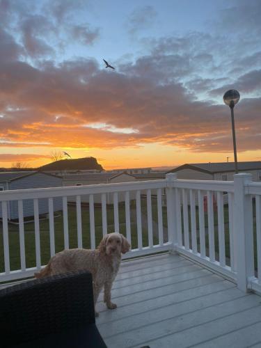a dog sitting on a porch at sunset at Atlas By The Sea - Craig Tara, Ayr in Ayr