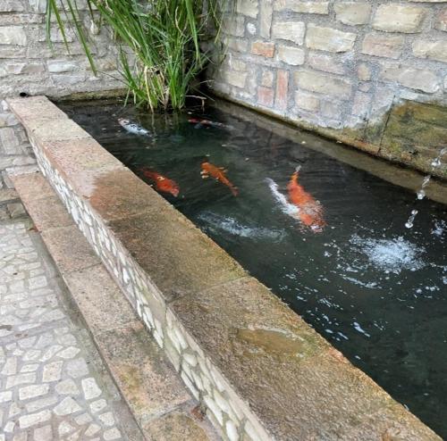 a group of kites swimming in a pond at Domus Fontis Pescaia in Spoleto
