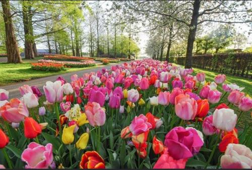 a bunch of pink and colorful tulips in a park at Suite 137, luxe verblijf midden in de bollenstreek in Lisse