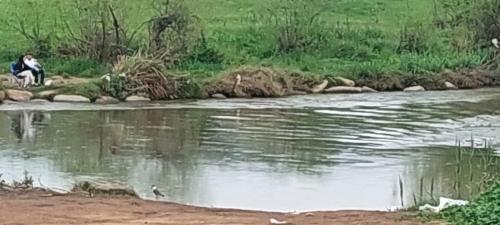 a cat sitting on the edge of a body of water at וילה בת גליל יסוד המעלה in Yesod Hamaala