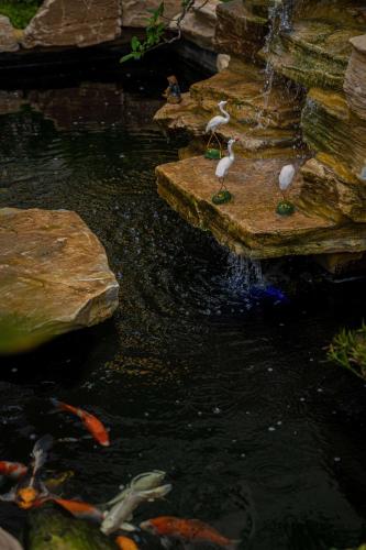 a group of birds sitting on rocks in a pond at TRA LINH HOTEL & RESTAURANTs in Hữu Lũng