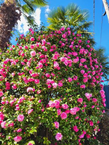 a large bush of pink flowers in front of a palm tree at Casa delle azalee in Gravellona Toce