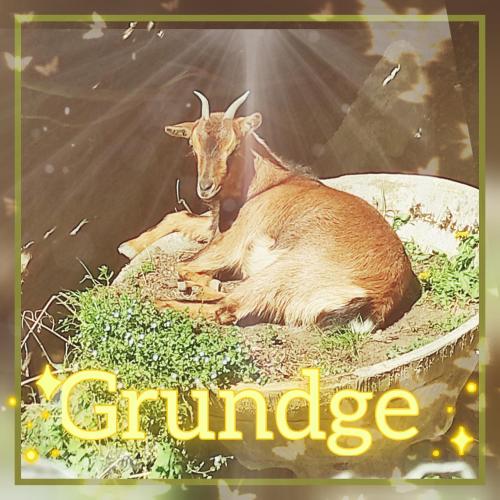 a goat is laying down in the grass at Skymist Maison d'hôtes in Biert