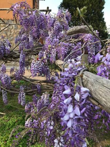 a bunch of purple wisterias hanging over a fence at Agriturismo Il Sorbino - Appartamento da Cocca in Pian dʼAlma
