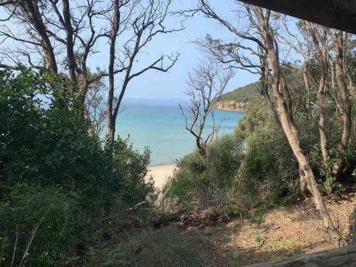 a view of a beach with trees and the ocean at Agriturismo Il Sorbino - Appartamento da Cocca in Pian dʼAlma