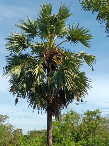 a palm tree against a blue sky at Mamisa Café, Home stay in Habarana
