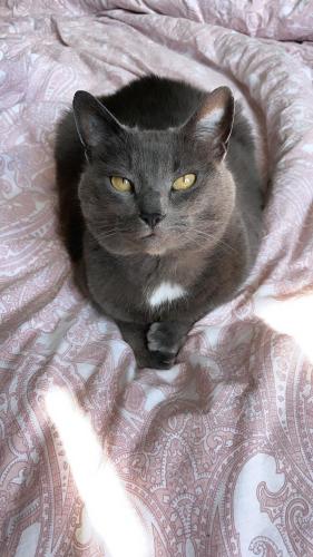 a black cat laying on top of a bed at Cheerful and Cosy Double Room in Belfast