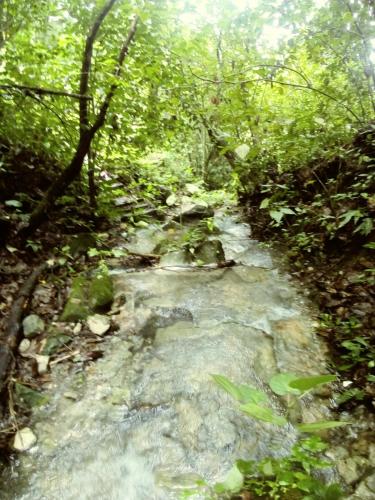 a small stream in the middle of a forest at Hotel y Cabaña La Peña in Xilitla