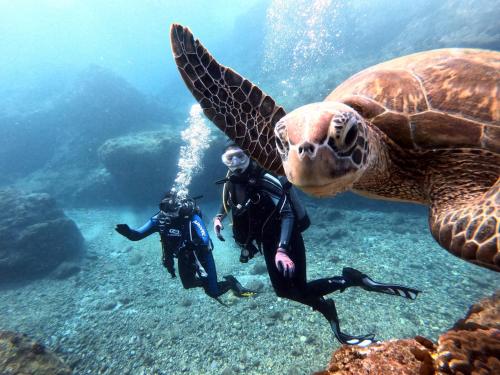 a sea turtle swimming next to two people in the water at Oceans Explore Hostel in Green Island