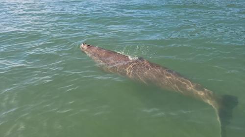 a dead whale swimming in the water at เกาะลิบงซันไรส์ โฮมสเตย์ Koh libong sunrise Homestay in Ko Libong