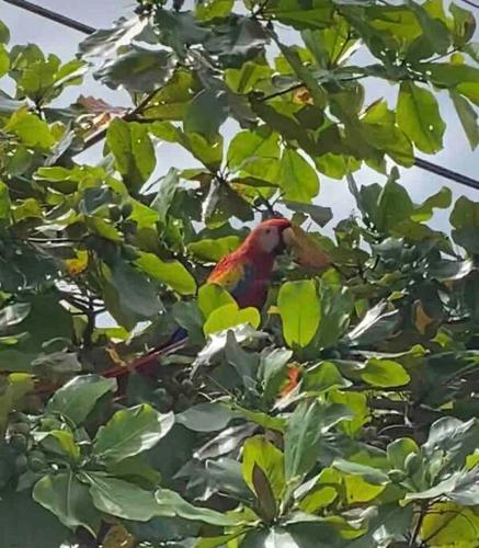 a red bird is sitting in a tree at Villa Lapa in Agujas
