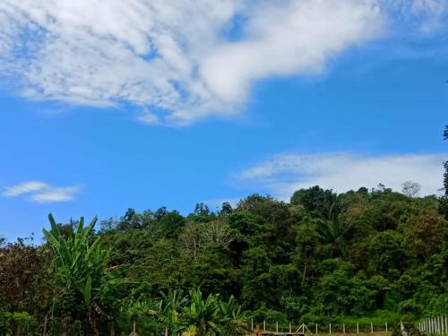 Blick auf einen Wald mit blauem Himmel und Wolken in der Unterkunft Kuntum Cottage Bad & Breakfast in Kampong Tanjong Ipoh