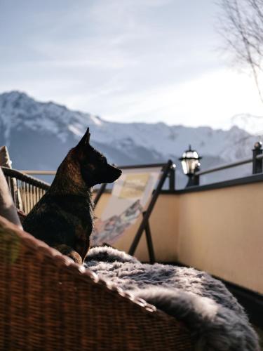 a dog sitting in a basket looking out at the mountains at ALPENAPART LADIS ehemals Alpenapart Alexander in Ladis