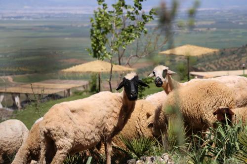 a group of sheep standing on top of a hill at Dar El Mandar - Ferme & Table d'Hôte Berbère in Bhalil