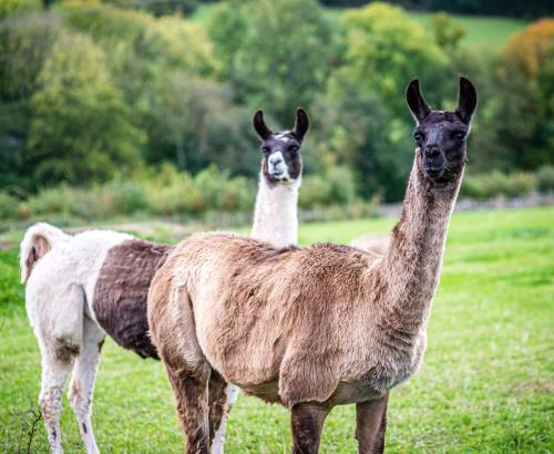 two llamas standing in a field of grass at Pomona Cottage at Old King Street Llama Farm in Ewyas Harold