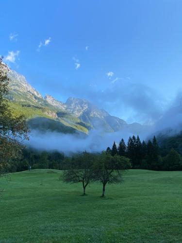 a tree in a field in front of a mountain at Apartments Mala Korita Soče in Soča