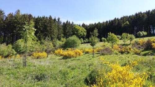 Gallery image of Eifel-Ferienhaus Marga in Prüm